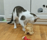 这只猫简直就是喵界宠妻狂魔，不仅吃饭让老婆先吃，就连老婆