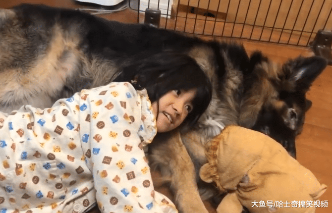 小主人不敢自己睡，爸爸让德牧保护她，现在很有安全感了