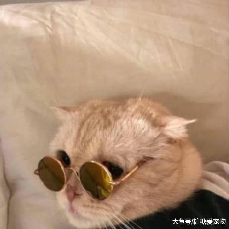 那些被主人“玩壞”的寵物，都是值得收藏的表情包，貓：你挺鬧心