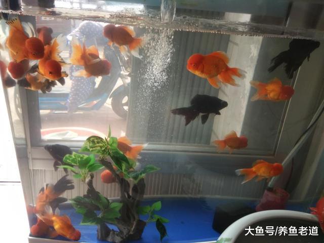 对于观赏鱼的雌雄鉴别问题，一切都在细微处观察！