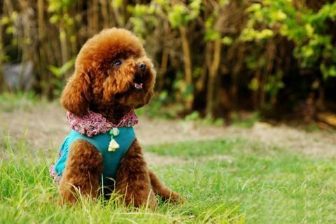 泰迪犬受寵主要因為“5個”點，很多鏟屎官都是被最后一點搞定的