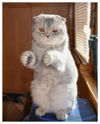 貓咪界也有四大天王，回想當年“那條魚得有這么大”