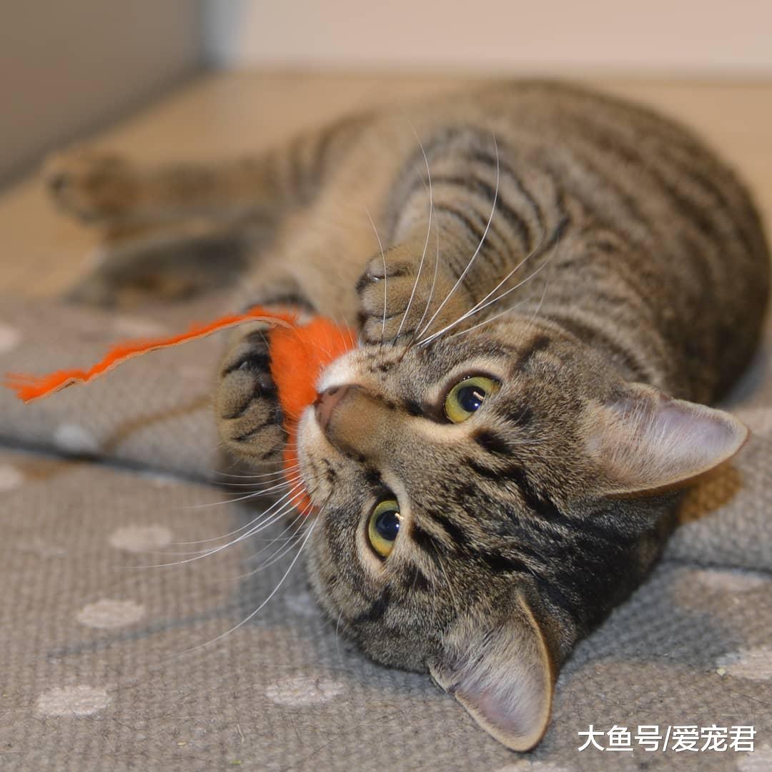 铲屎的，朕好怕！还在为猫咪胆小而纠结吗？如何帮助猫咪克服恐惧