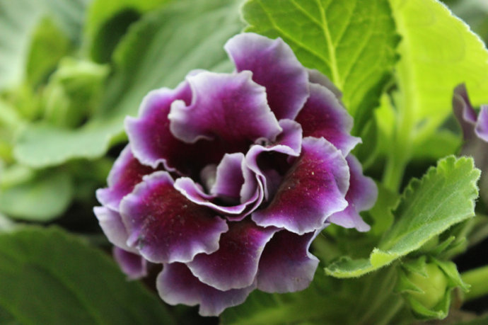 大岩桐花后能接种吗？这里知道来看看吧