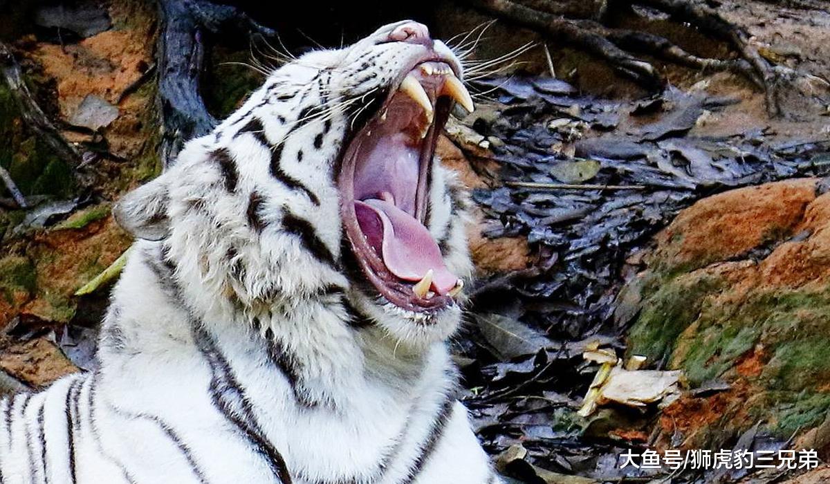 老虎有哪些先天优势，是狮子不具备的？狮虎斗哪边胜算较大？