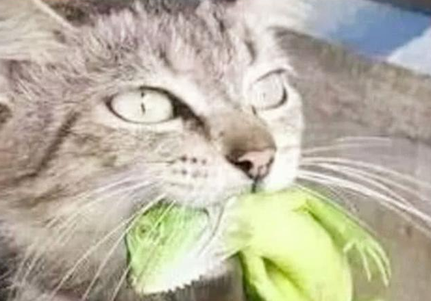 狸花猫咬住主人高价买的变色龙, 死活不松口, 变色龙: 锁我喉是吧