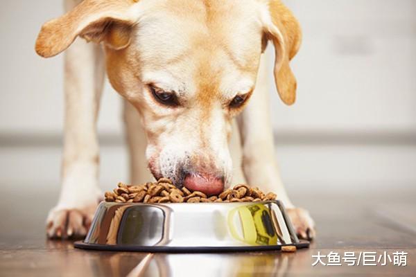 给狗狗食物还要被狗吠，对着自己的主人，也会有护食的问题吗