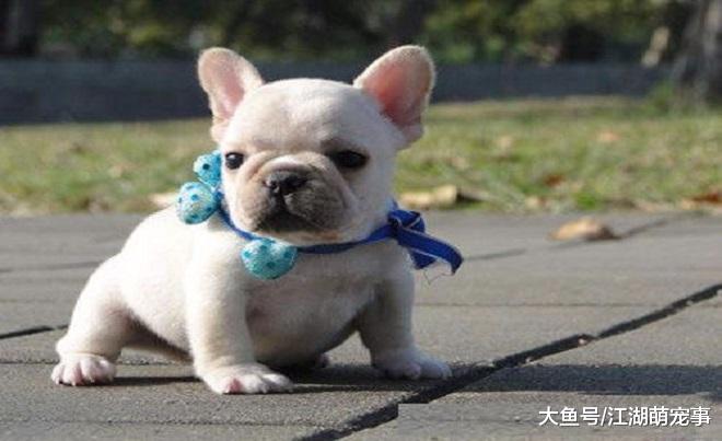对人友善的5种狗狗，没想到哈士奇也在其中