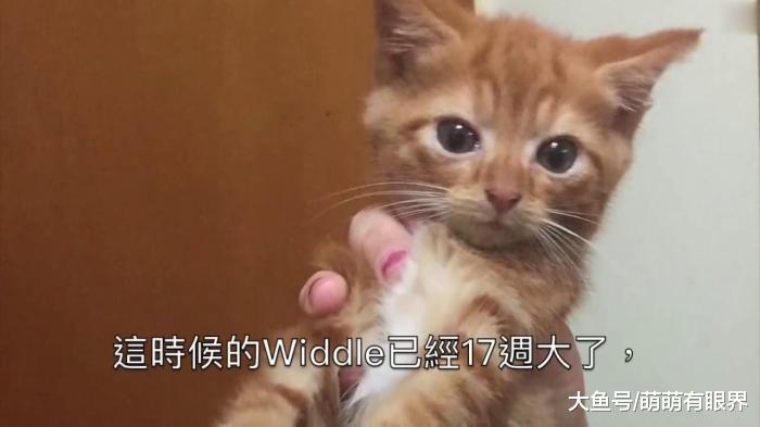 患上侏儒症的宠物，侏儒德牧萌化了，侏儒橘猫要不要了解一下