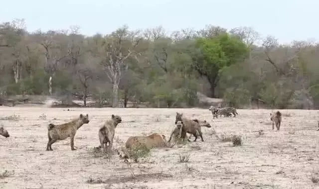 狮群咬死鬣狗，鬣狗群前来复仇围剿狮子，这头狮子演技让人意外！