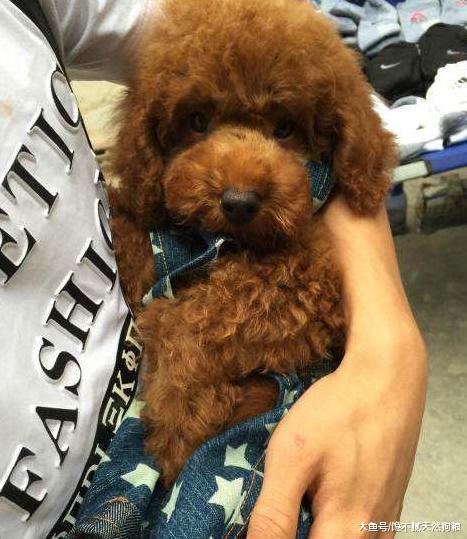 泰迪犬夏天才需要驱虫？一旦出现这5个症状，赶紧驱虫吧！