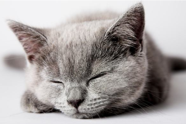 猫咪虽然喜欢干净，但是我们打扫卫生的时候不能做这几件事情，不然就是在害它