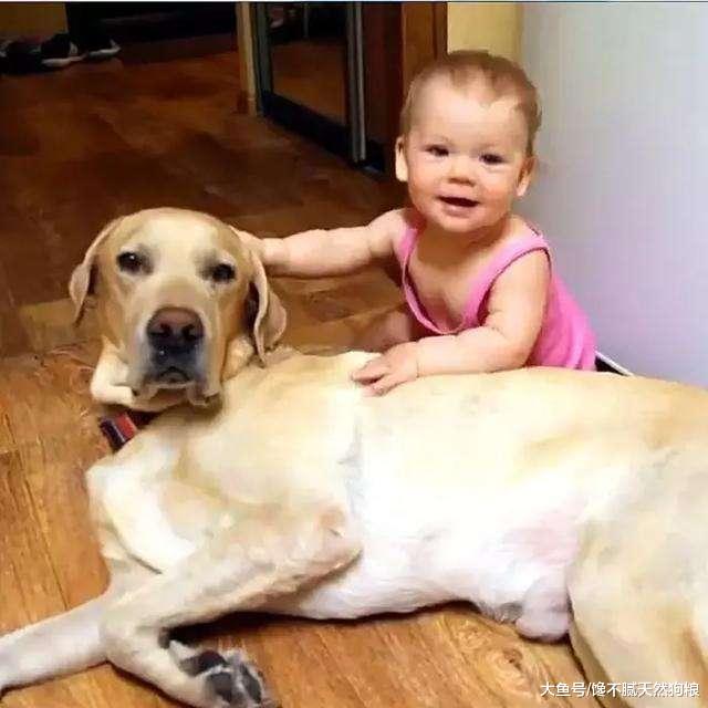 家里养了这6种狗，连小偷都不敢来