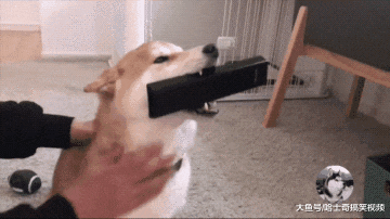 女主人刚跟男友说无聊，柴犬就送来遥控器，朋友也笑翻了