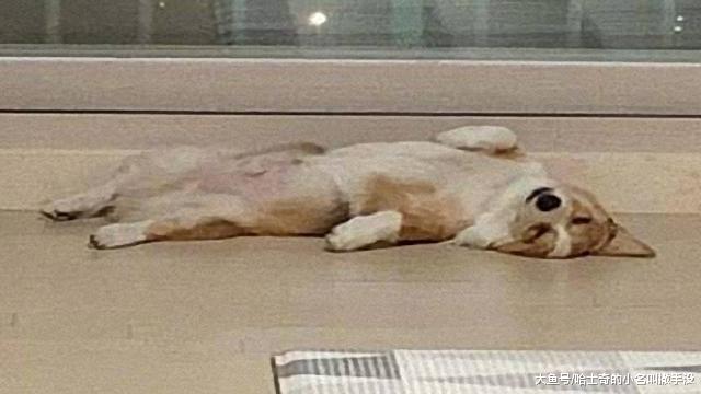 柯基的窝被小主人强占了，只能睡地板，柯基：我为这个家付出太多