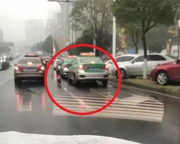 主人拋棄狗狗，上車就跑，可憐狗狗雨中狂追三條街，腳掌都磨出血