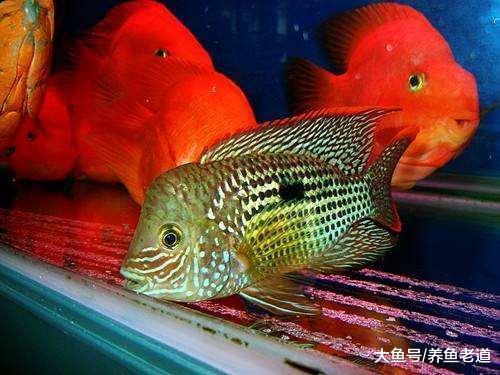 鹦鹉鱼入缸胆子小，主人就要像训狗一样对付它们！