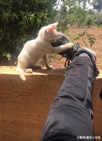 阳台打盹，醒来发现肚上有一团毛绒绒，它呼噜陪睡强迫收编