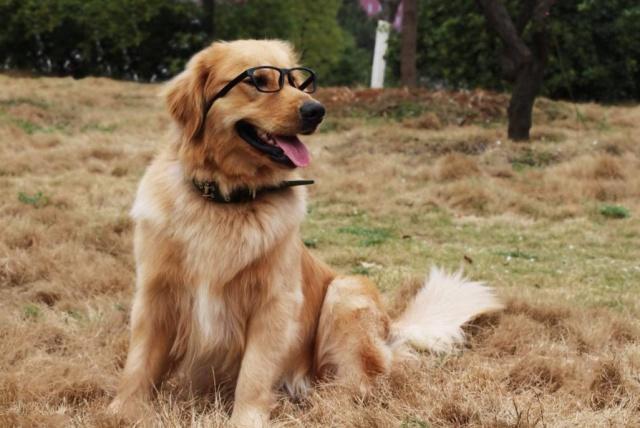 狗狗便秘后大便又干又硬，具体有5个原因，不一定多喝水就能解决