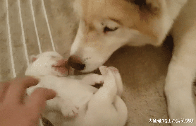二哈剛出生3天，因像“小白熊”被抱出來玩，汪：玩夠了沒
