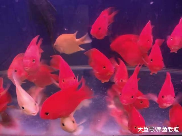 闲逛了三四个鱼店，一条观赏鱼也没看上，倒是买了一大块沉木