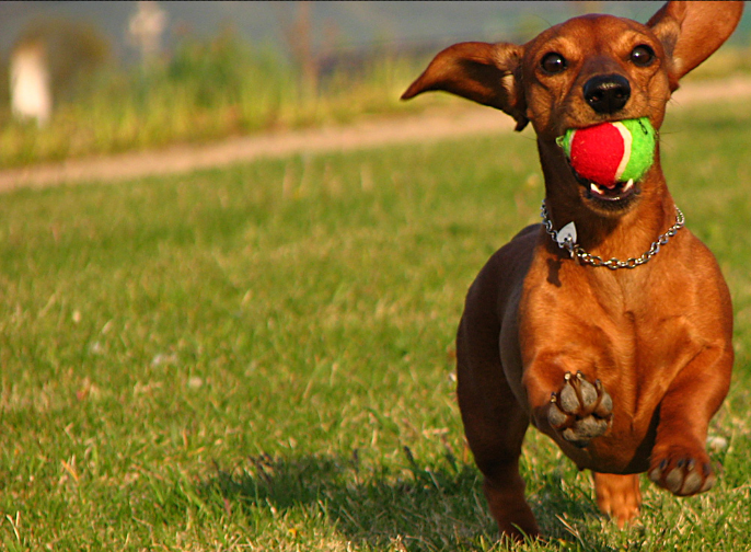 流浪狗长相滑稽，引来众人争相收养，只怪它是这两种狗狗生出来的