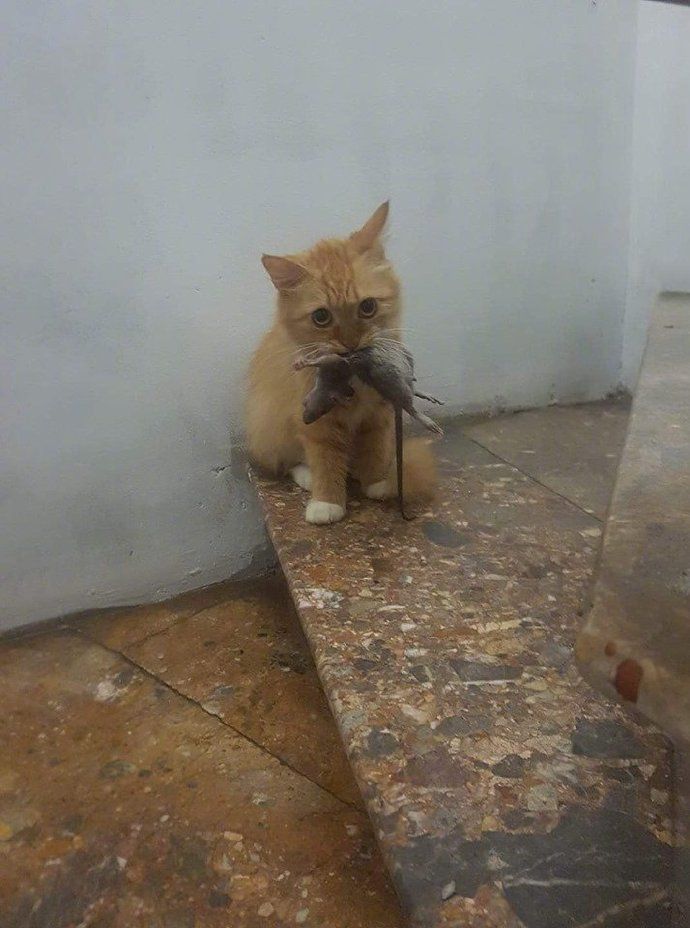 全网混的最差的猫来了