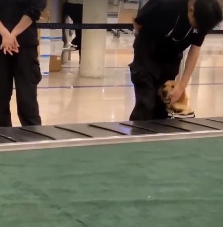 新手警犬刚上班太紧张，不停向训导员撒娇，而旁边老狗呼呼大睡