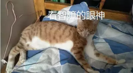 主人對著橘貓做出打槍的手勢，戲精橘貓馬上舉手投降...