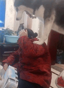 哈士奇跟奶奶在客廳，男子中途不放心，出來后看到這一幕差點嚇哭