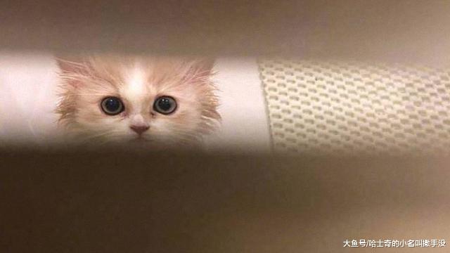 猫都喜欢在铲屎的上厕所的时候守着？你是怕我吃屎，不给你留一口