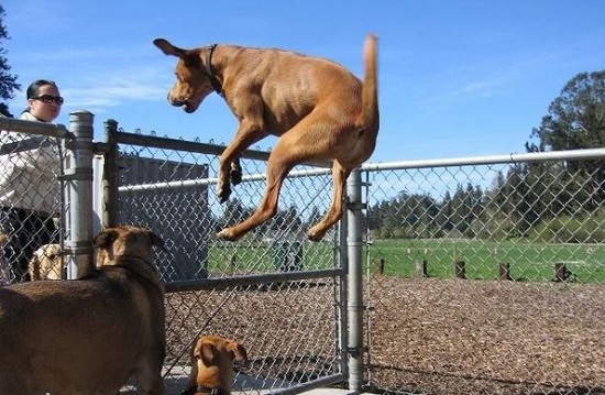 如果不想惹祸上身，最好别对狗狗做这5件事！