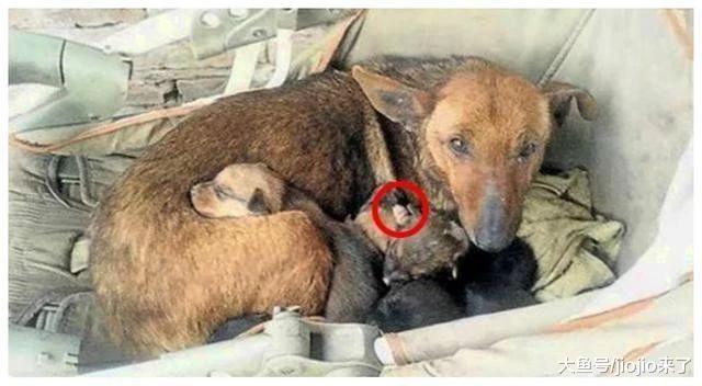 跨物种的母爱！母流浪狗发现了一名人类弃婴，于是它……