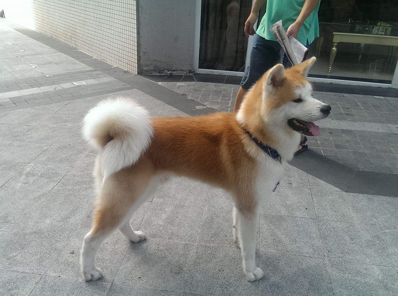 动物界十大忠诚狗狗排行榜，有你喜欢的狗吗？第一名曾感动无数人！