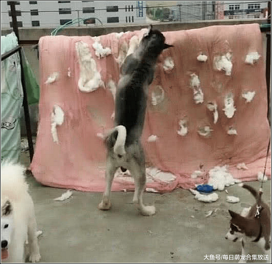 男子骗二哈剪造型，隔天发现它在天台玩，跑上去一看无法淡定了