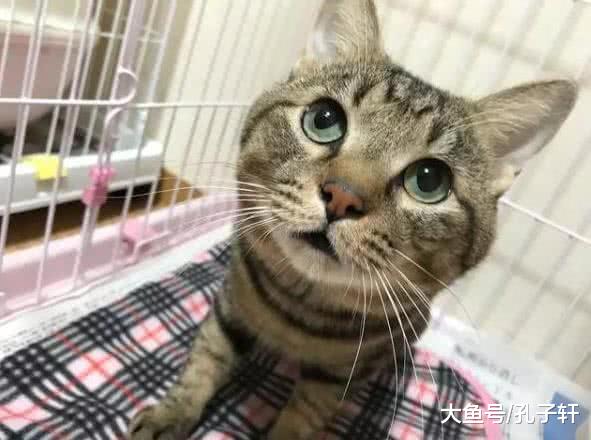 猫咪偷吃鸡块被主人逮住却坚决不松口，“想让我再吐出来？没门”