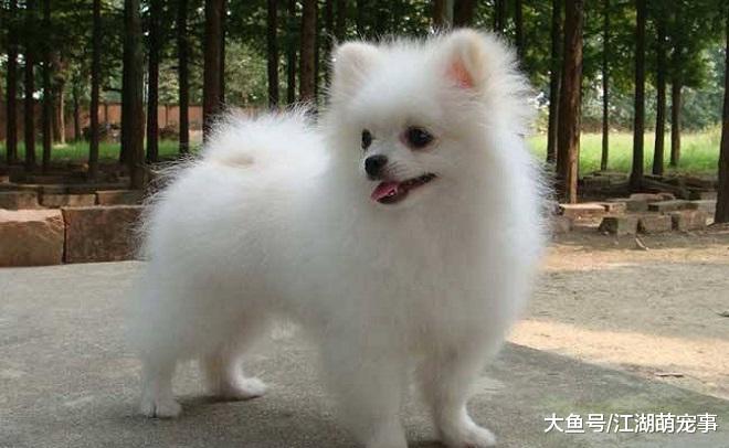 适合家养的5种小型犬，养他们省心又省力