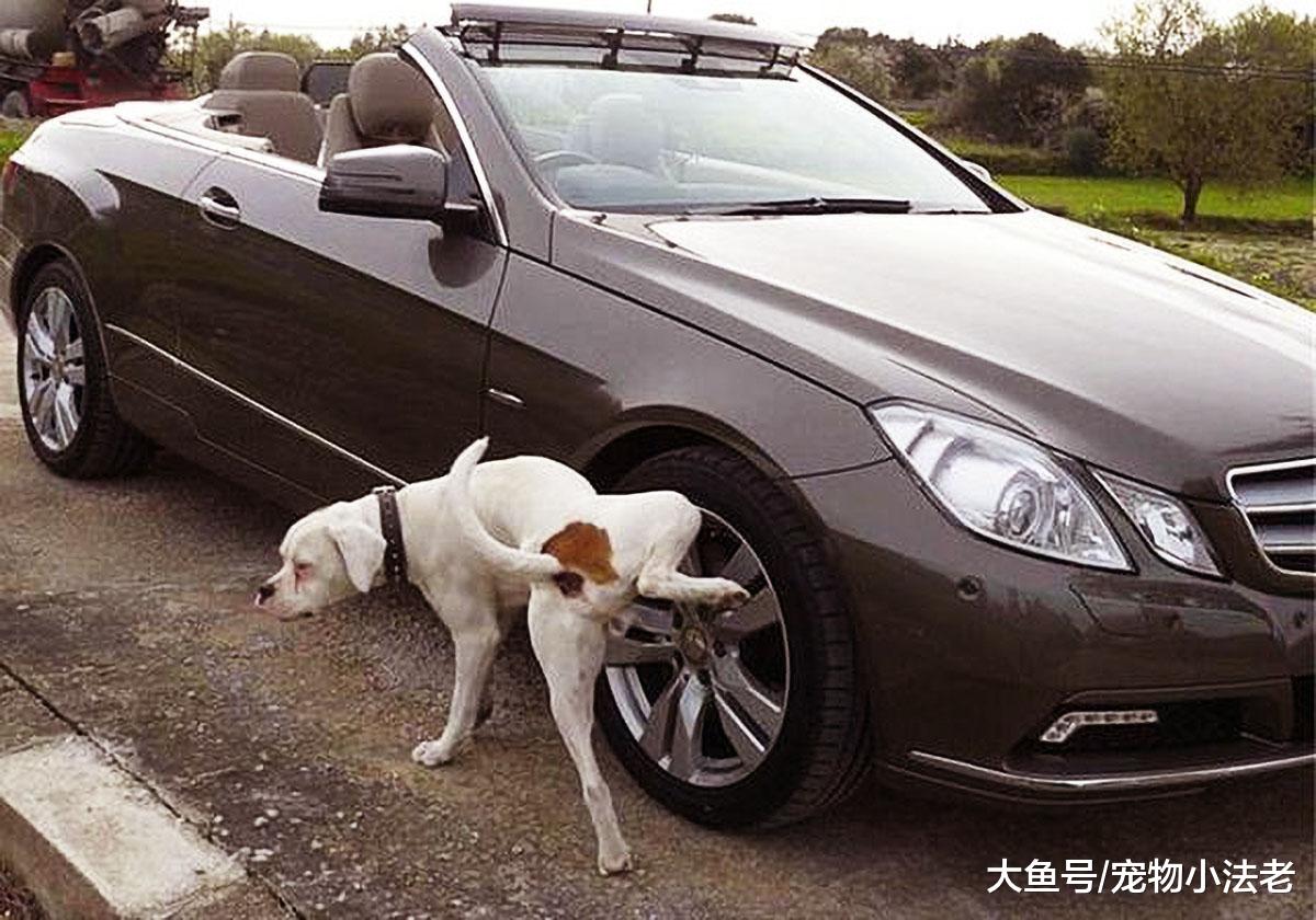 狗狗的小便真的会损伤轮胎吗？不要让你的无知，挡住你的双眼！