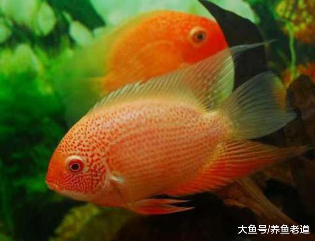 一米二的底濾魚缸如何換水、困水、注水？