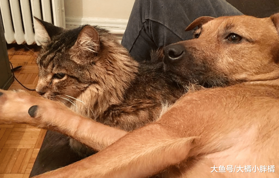 爱犬带着流浪狗求收养，宠主果断答应 ，它俩长得就像一对双胞胎