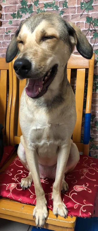 狗子也冻龄，4个月和2岁一模一样，网友羡慕了