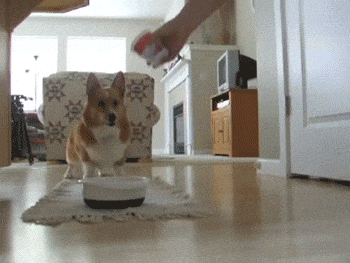 柯基犬的寿命很短, 做好这6点, 可以延长几年的寿命!