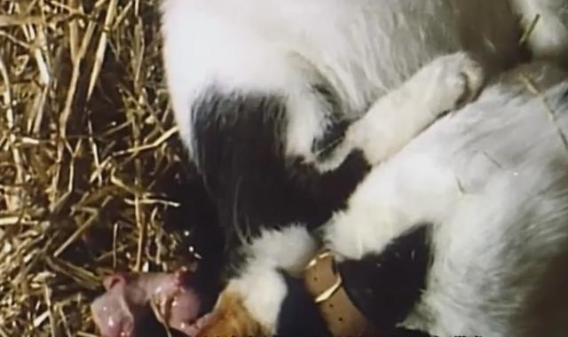 猫咪生产后千万不能大意, 母猫协助帮忙清理脐带