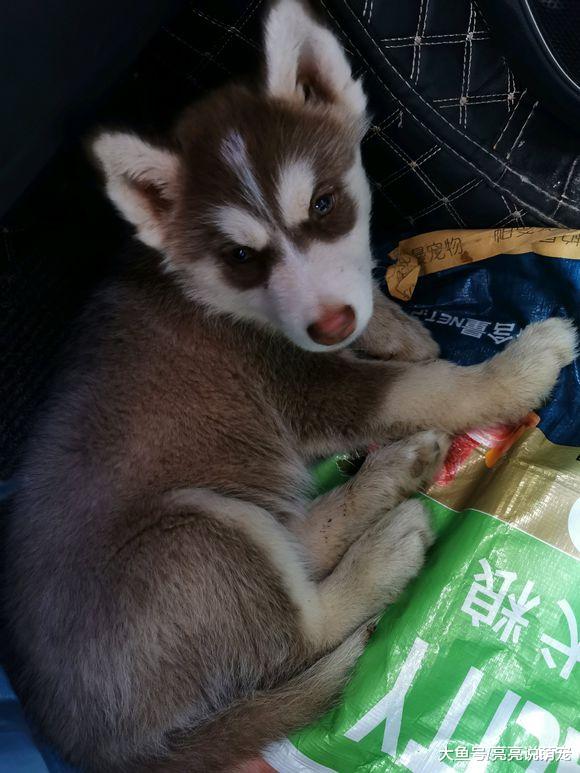 二哈晚上不睡觉要出去，它玩起来就不回家，狗：还没玩够！