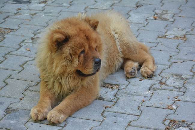 盘点8种最臭的狗狗，斗牛犬上榜，最后那个谁养谁崩溃！