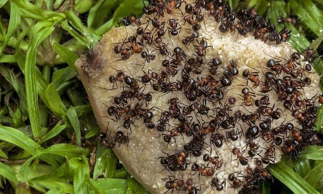 猫咪最怕的5种小动物，都是不起眼的物种，猫咪却会敬而远之