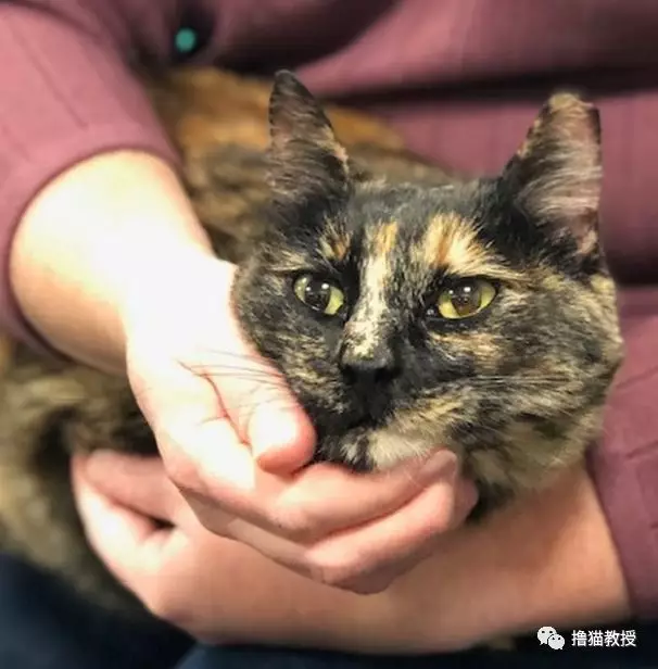 流浪小猫和消防员相亲相爱四年后，最近被一封匿名信打破了幸福