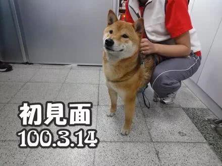 流浪狗守护学校8年，在它生日时，校长的一个举动让无数人点赞！