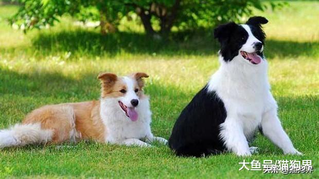 边境牧羊犬智商很高，但为什么做不了警犬呢？