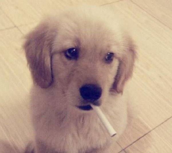 金毛这几天经常偷叼主人烟盒，让人疑惑不解，得知真相感动流泪